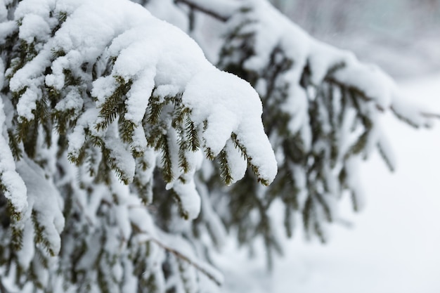 Snowy pine branches in winter forest, closeup