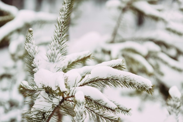 Snowy pine branches in the winter forest. Snow covers the trees. Winter textures and backgrounds