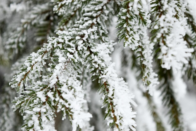 Snowy pine branches winter Tatras Winter in the Tatras