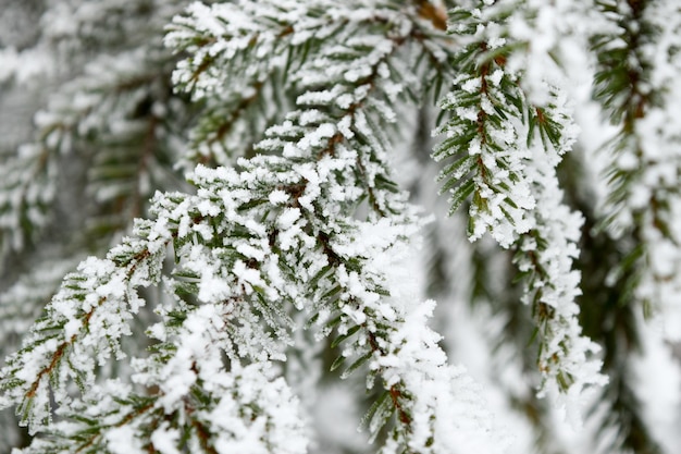 Snowy pine branches winter Tatras Winter in the Tatras