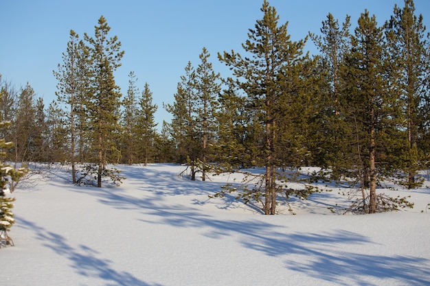 Snowy pine forest on a sunny day