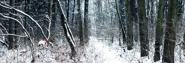 Photo a snowy road among snowcovered trees in a forest thicket in winter