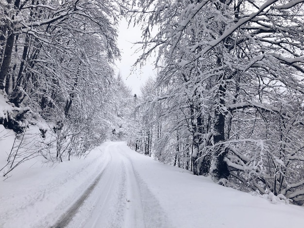 Snowy road through the white woods, trees covered with snow under the white sky