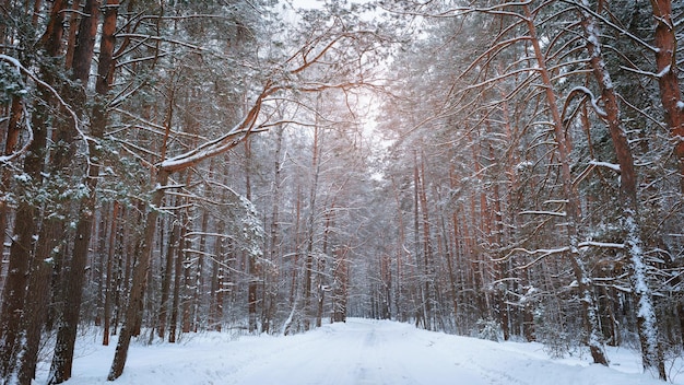 Snowy road between trees in a winter pine forest