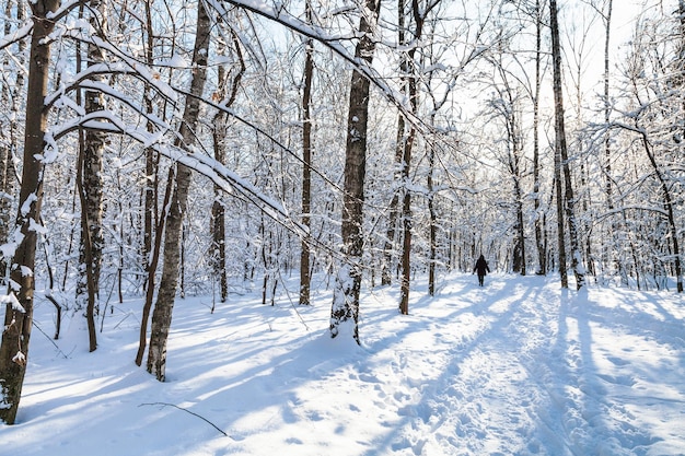 Snowy road in urban park in sunny winter day