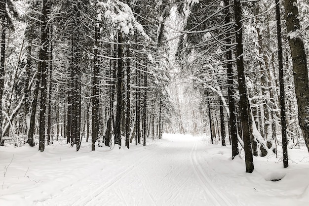 Snowy road with ski trails trough snow-covered trees in winter forest landscape