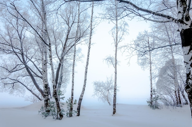 A snowy scene with trees and a snow covered field.