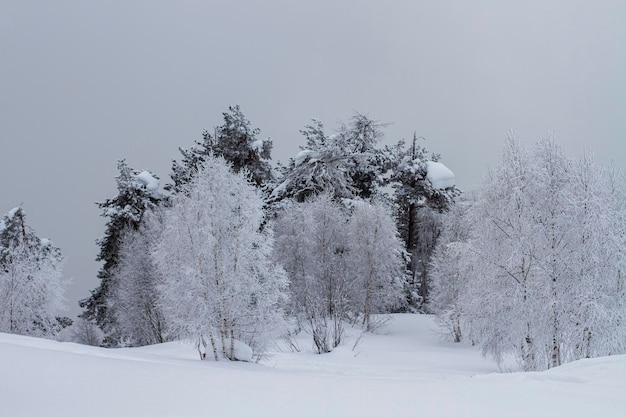 Snowy spruce trees covered with hoar frost and stand against a gray winter sky in the snow