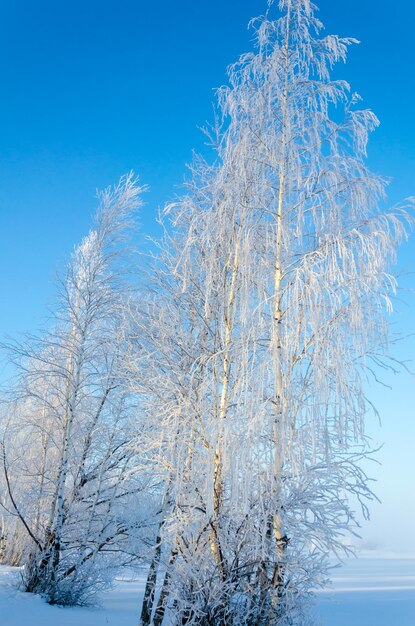 A snowy tree with the word winter on it