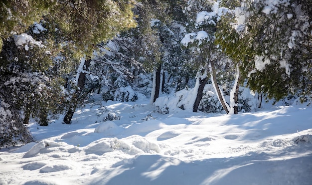 Snowy trees branches at forest background Winter scene