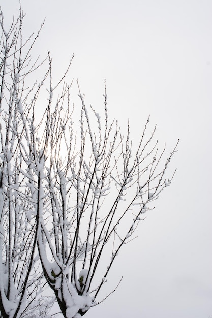 Snowy trees in winter as nature background tree branches under snow