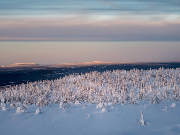 Snowy winter background Beautiful frosty winter morning in a polar wood plastered with snow Arctic harsh nature Sunrise over the polar hill