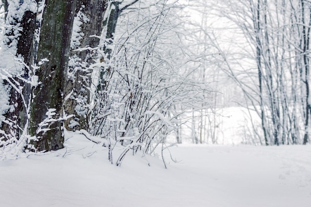 Snowy winter forest Snowcovered trees and bushes in the forest