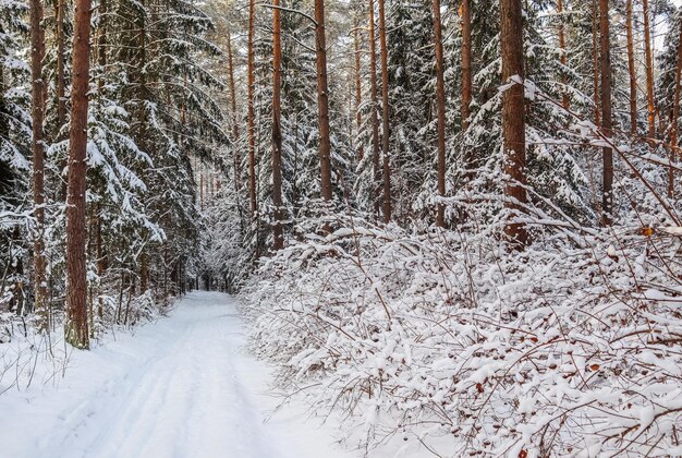 Snowy winter forest on a sunny day. Snow-white road with a ski track. Snow covered trees and bushes