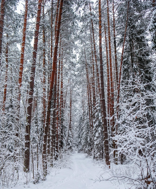 Snowy winter forest with a line of beautiful pine tree trunks along a white snowy path