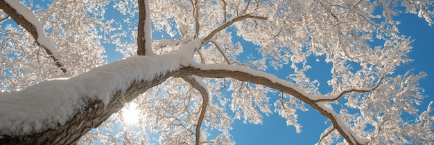 Snowy winter landscape with blooming cherry blossom trees