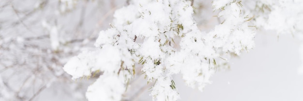 Snowy winter season in nature fresh icy frozen snow and snowflakes covered spruce or fir or pine tree branches on frosty winter day in forest or garden cold weather christmas time banner