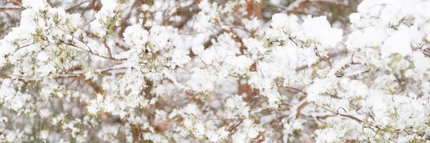 Snowy winter season in nature fresh icy frozen snow and snowflakes covered spruce or fir or pine tree branches on frosty winter day in forest or garden cold weather christmas time banner