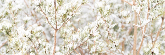 Snowy winter season in nature fresh icy frozen snow and snowflakes covered spruce or fir or pine tree branches on frosty winter day in forest or garden cold weather christmas time banner