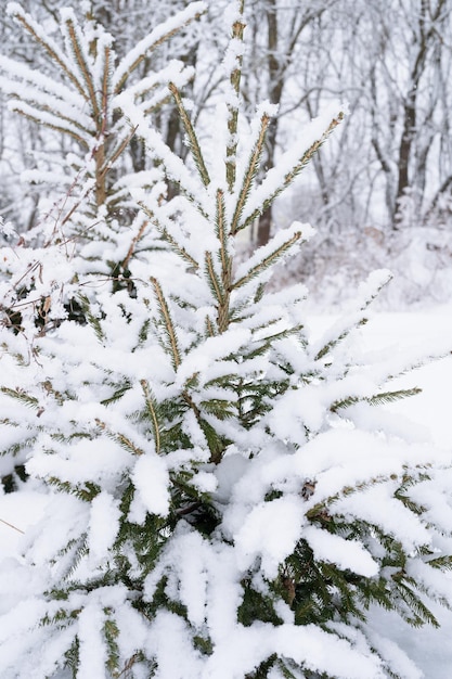 Snowy winter season in nature fresh icy frozen snow and snowflakes covered spruce or fir or pine tree branches on frosty winter day in forest or garden cold weather christmas time