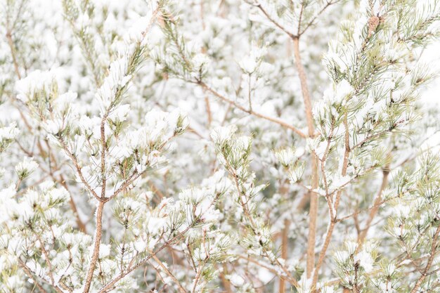 Snowy winter season in nature fresh icy frozen snow and snowflakes covered spruce or fir or pine tree branches on frosty winter day in forest or garden cold weather christmas time