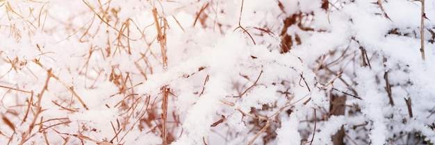 Snowy winter season in nature white fresh snow and snowflakes on a bare trees branches on a frosty winter day in forest or garden cold weather natural background christmas time banner flare