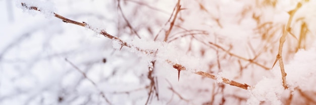 Snowy winter season in nature white fresh snow and snowflakes on a bare trees branches on a frosty winter day in forest or garden cold weather natural background christmas time banner flare