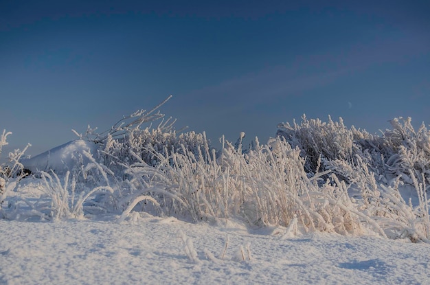 Snowy winter tree view