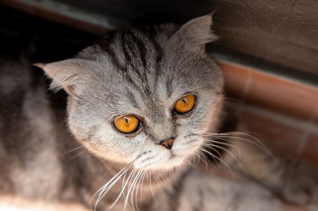 So cute scottish fold cat.