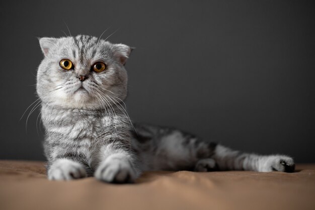 So cute of scottish fold cat.