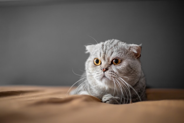 So cute of scottish fold cat.