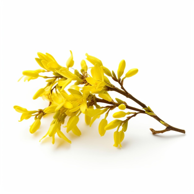 Photo so pretty forsythia isolated on white background