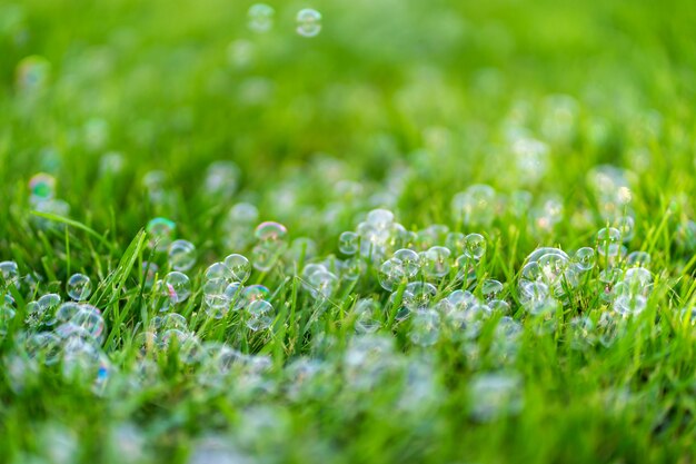 Soap bubbles on the green grass. Summer day fun