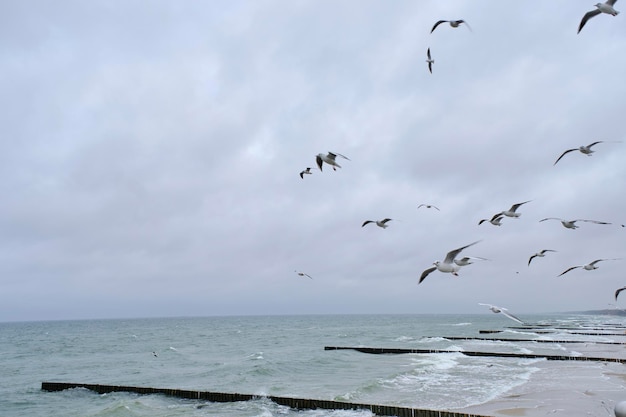 Soaring seagulls against a cloudy sky and choppy sea