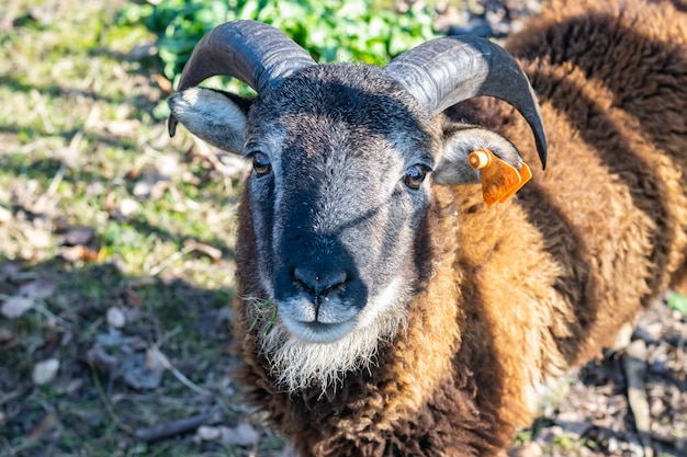 Soay sheep on a farm