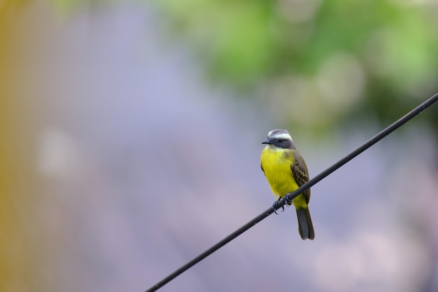 Social Flycatcher Myiozetetes similis