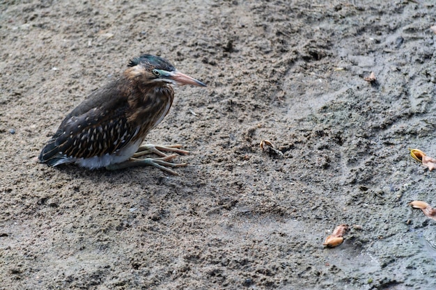 A Soco bird on the edge of the lake hunting fish Wild life