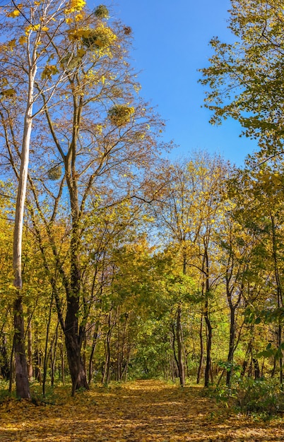 Sofievsky arboretum or Sofiyivsky Park in Uman, on a sunny autumn day