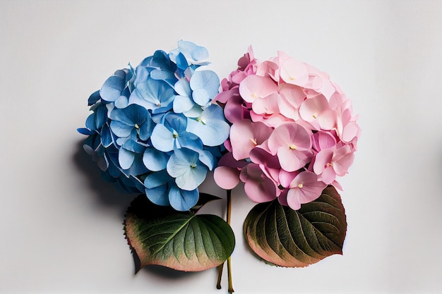 Soft blue and Lila Hydrangea on white background AI Generated