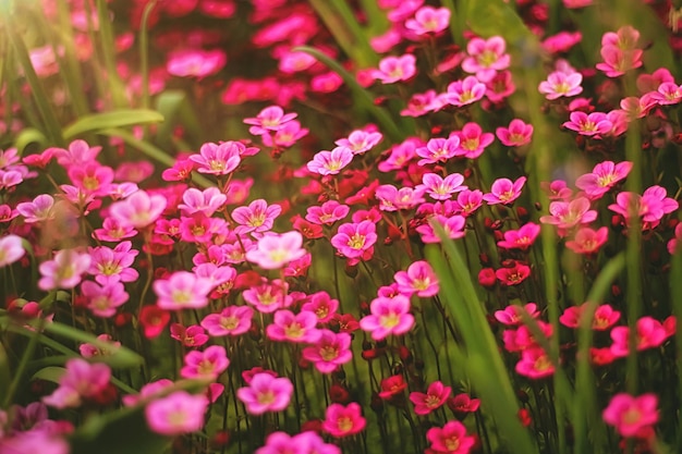 Soft and blur conceptionBeautiful pink and blue flowers small size blooming in the garden close up