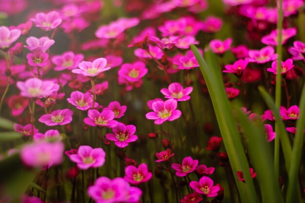 Soft and blur conceptionBeautiful pink and blue flowers small size blooming in the garden close up