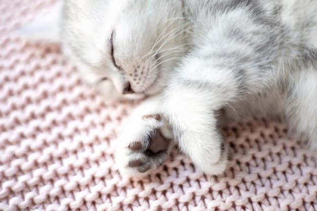 Soft Cute Paw a gray striped kitten closeup Fluffy The cat is British Comfort Pets