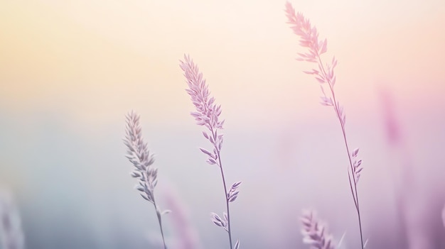 Photo a soft delicate image of lavender flowers in a field with a blurred pink and yellow sky