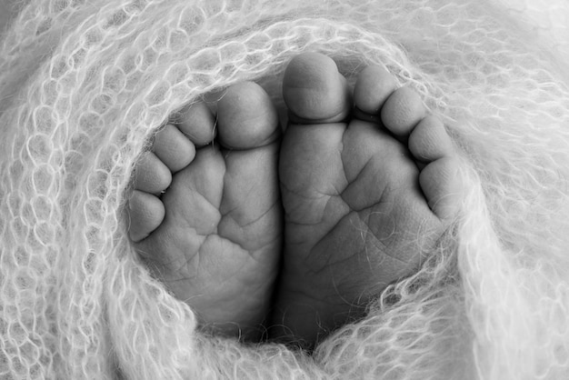 Soft feet of a newborn in a woolen blanket Closeup of toes heels and feet of a babyThe tiny foot of a newborn Baby feet covered with isolated background Black and white studio macro photography