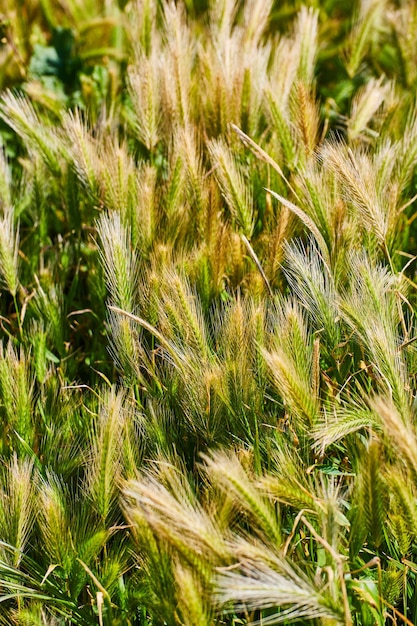 Soft field of grasses in spring with detail