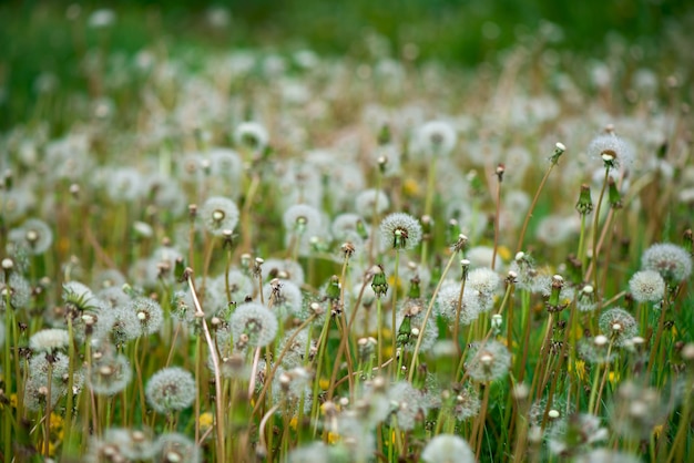 Soft fluffy dandelions in the sunlight on a blue toned background. Beautiful spring nature. Selective focus