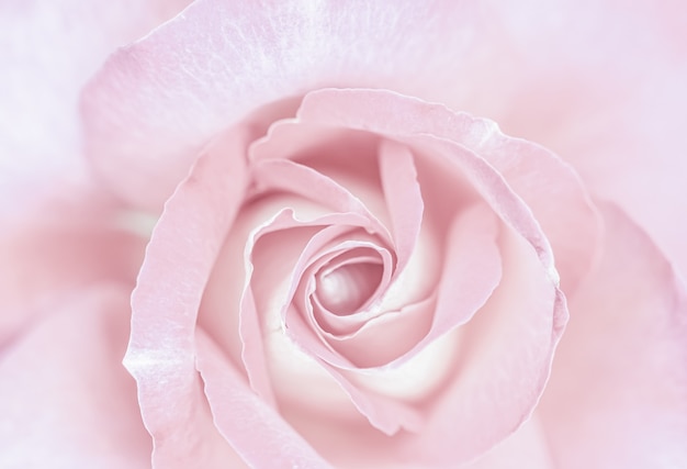 Soft focus abstract floral background pale pink rose flower macro flowers backdrop for holiday brand