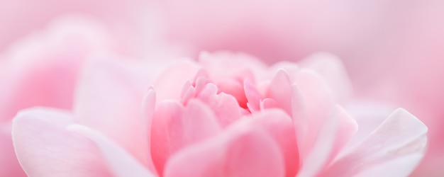 Soft focus abstract floral background pink rose flower macro flowers backdrop for holiday brand