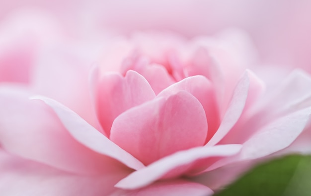 Soft focus abstract floral background pink rose flower macro flowers backdrop for holiday brand