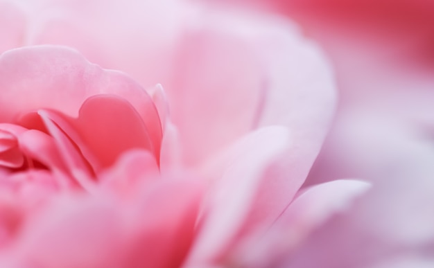 Soft focus abstract floral background pink rose flower macro flowers backdrop for holiday brand